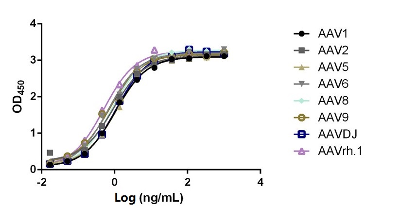 [Genscript] MonoRab™ AAVX VP1/VP2/VP3 Antibody (5G4), mAb, Rabbit