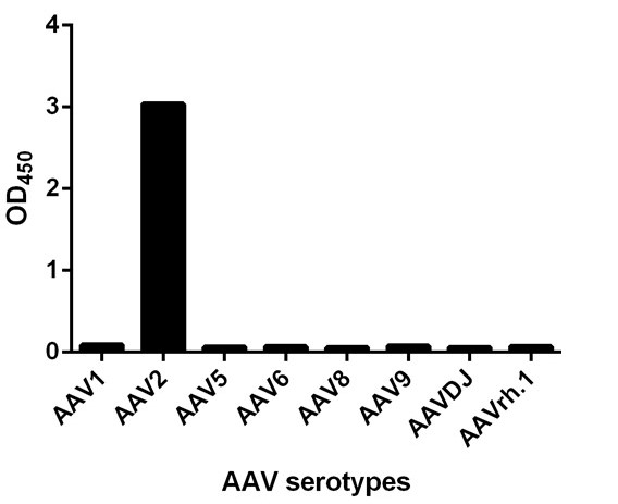 [Genscript] MonoRab™ AAV2 (intact particle) Antibody (15G4), mAb, Rabbit