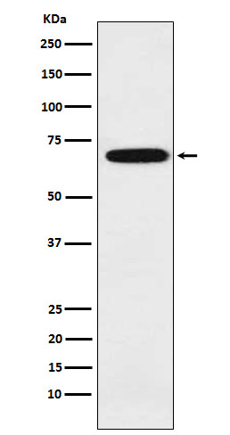 [Genscript] IKZF3 Antibody, mAb, Rabbit