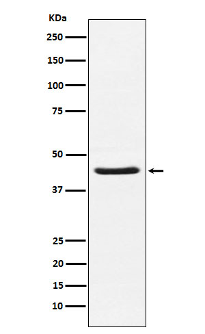 [Genscript] TNNC1 Antibody, mAb, Rabbit