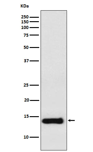 [Genscript] PROK1 Antibody, mAb, Rabbit