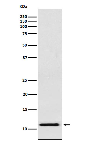 [Genscript] Hemoglobin gamma 1/2 Antibody, mAb, Rabbit