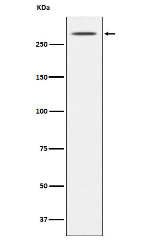 [Genscript] Thyroglobulin Antibody, mAb, Rabbit