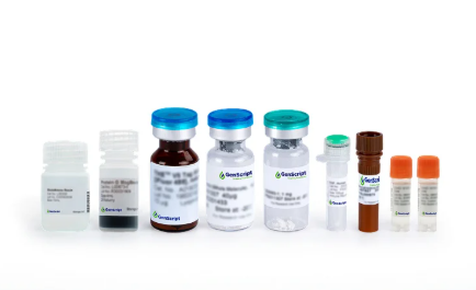 [Genscript] BTF Antibody, mAb, Rabbit