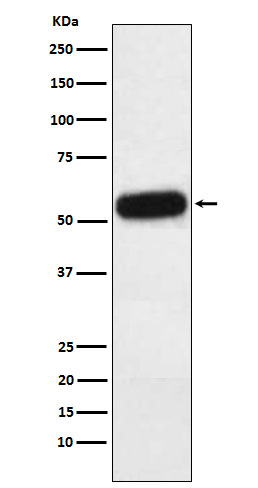 [Genscript] Fetuin A Antibody, mAb, Rabbit