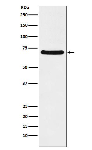 [Genscript] CAF 1 subunit B Antibody, mAb, Rabbit