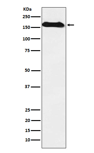 [Genscript] NAIP Antibody, mAb, Rabbit