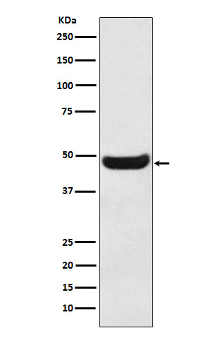 [Genscript] BHMT Antibody, mAb, Rabbit