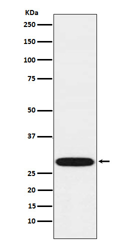 [Genscript] VAMP A Antibody, mAb, Rabbit