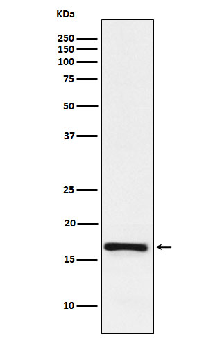 [Genscript] LMO4 Antibody, mAb, Rabbit