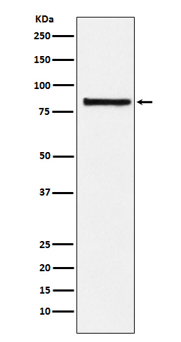 [Genscript] eIF2B5 Antibody, mAb, Rabbit