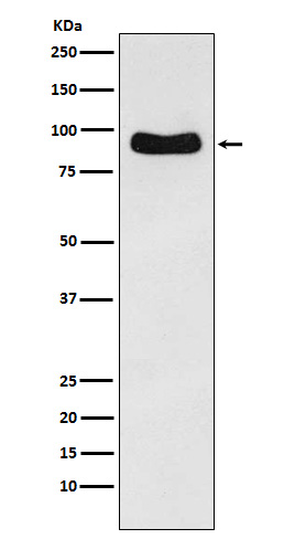 [Genscript] ODF2 Antibody, mAb, Rabbit