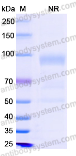 [Antibodysystem] Research Grade Tebentafusp