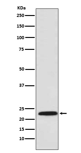 [Genscript] PSMB8 Antibody, mAb, Rabbit