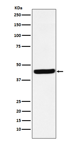 [Genscript] AHSA1 Antibody, mAb, Rabbit