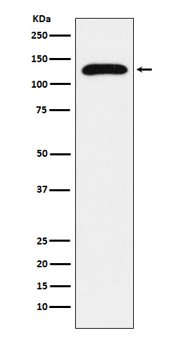 [Genscript] TRPC1 Antibody, mAb, Rabbit