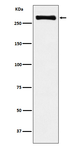 [Genscript] USP9X Antibody, mAb, Rabbit