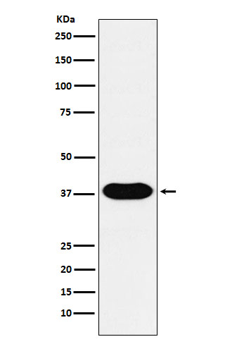 [Genscript] CD79b Antibody, mAb, Rabbit