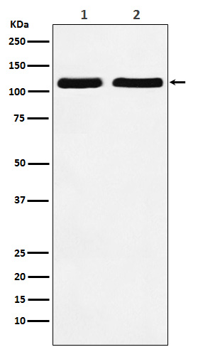 [Genscript] Nesprin 1 Antibody, mAb, Rabbit
