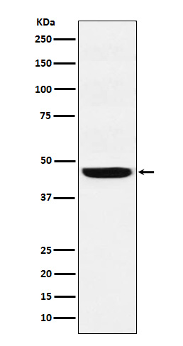 [Genscript] SEC61A1/2 Antibody, mAb, Rabbit