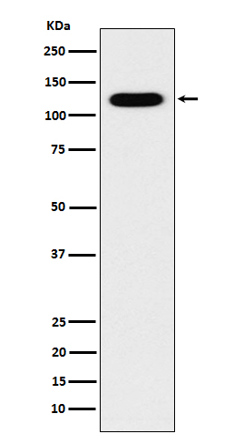 [Gescript] Cadherin 16 Antibody, mAb, Rabbit