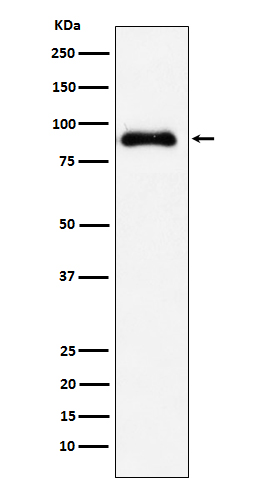 [Genscript] SATB2 Antibody, mAb, Rabbit