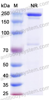 [Antibodysystem] Research Grade Elranatamab