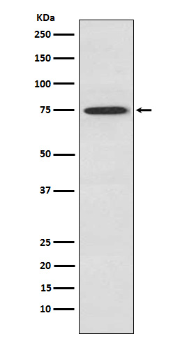 [Genscript] PKC theta Antibody, mAb, Rabbit