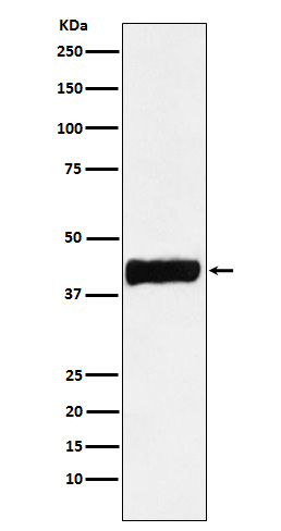 [Genscript] Creatine kinase B type Antibody, mAb, Rabbit