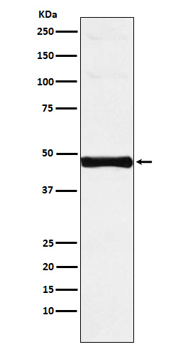 [Genscript] Interferon regulatory factor 9 Antibody, mAb, Rabbit