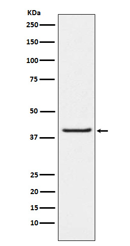 [Genscript] PAWR Antibody, mAb, Rabbit