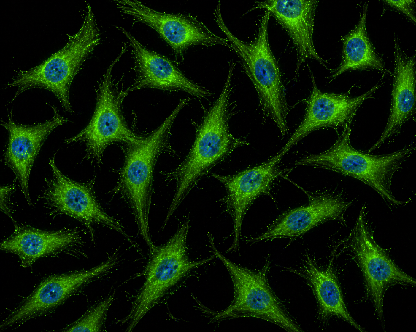 [NeoBioPharma] GCaMP3-Expressing Human Umbilical Vein Endothelial Cells