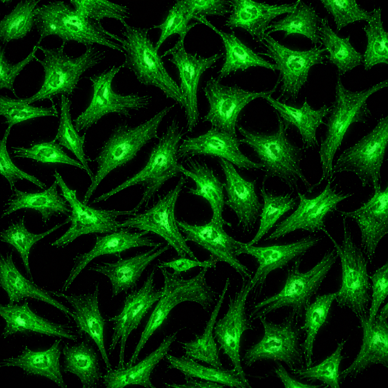 [NeoBioPharma] GCaMP6m-Expressing Human Umbilical Vein Endothelial Cells