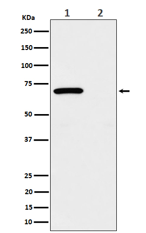 [Genscript] p-Chk2 (T68) Antibody, mAb, Rabbit