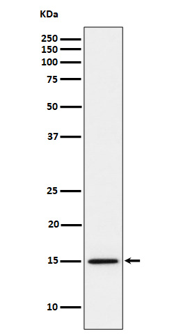 [Genscript] MonoMethyl-Histone H3 (K14) Antibody, mAb, Rabbit