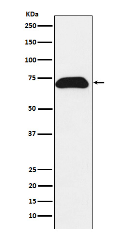 [Genscript] PDZK1 Antibody, mAb, Rabbit
