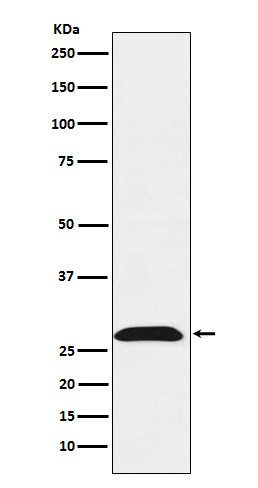 [Genscript] RhoGDI 1 Antibody, mAb, Rabbit