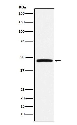 [Genscript] Atypical chemokine receptor 1 Antibody, mAb, Rabbit