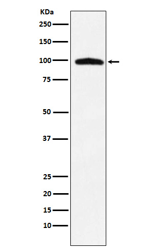 [Genscript] Transportin 3 Antibody, mAb, Rabbit