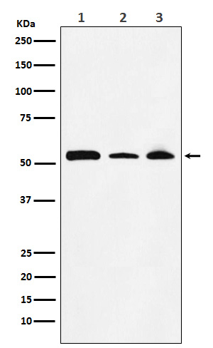 [Genscript] NONO Antibody, mAb, Rabbit