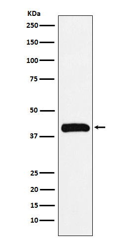 [Genscript] BUB3 Antibody, mAb, Rabbit