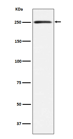 [Genscript] Myosin heavy chain 11 Antibody, mAb, Rabbit