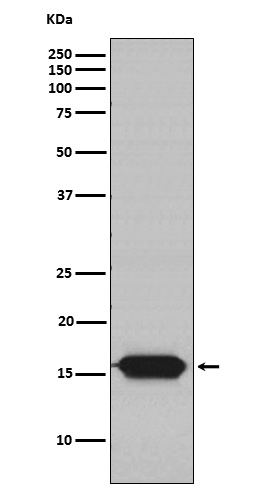 [Genscript] NDUFA13 Antibody, mAb, Rabbit