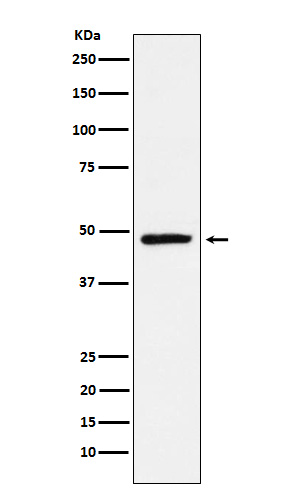 [Genscript] NR2E1 Antibody, mAb, Rabbit