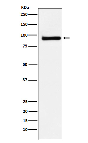 [Genscript] KAISO Antibody, mAb, Rabbit