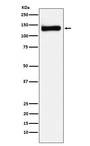 [Genscript] Regulator of nonsense transcripts 1 Antibody, mAb, Rabbit