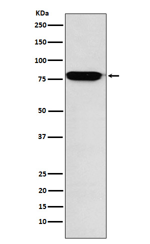 [Genscript] RANK Antibody, mAb, Rabbit