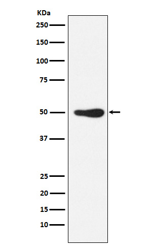 [Genscript] FOXL2 Antibody, mAb, Rabbit