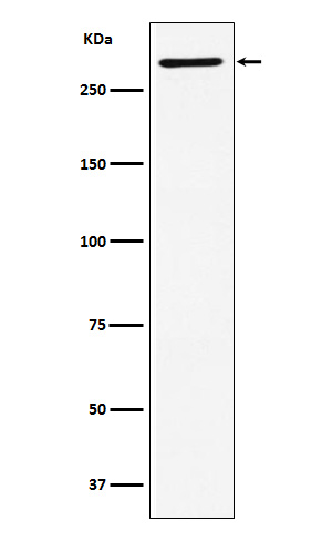 [Genscript] UBR5 Antibody, mAb, Rabbit