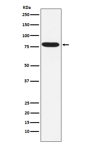 [Genscript] IKK epsilon Antibody, mAb, Rabbit